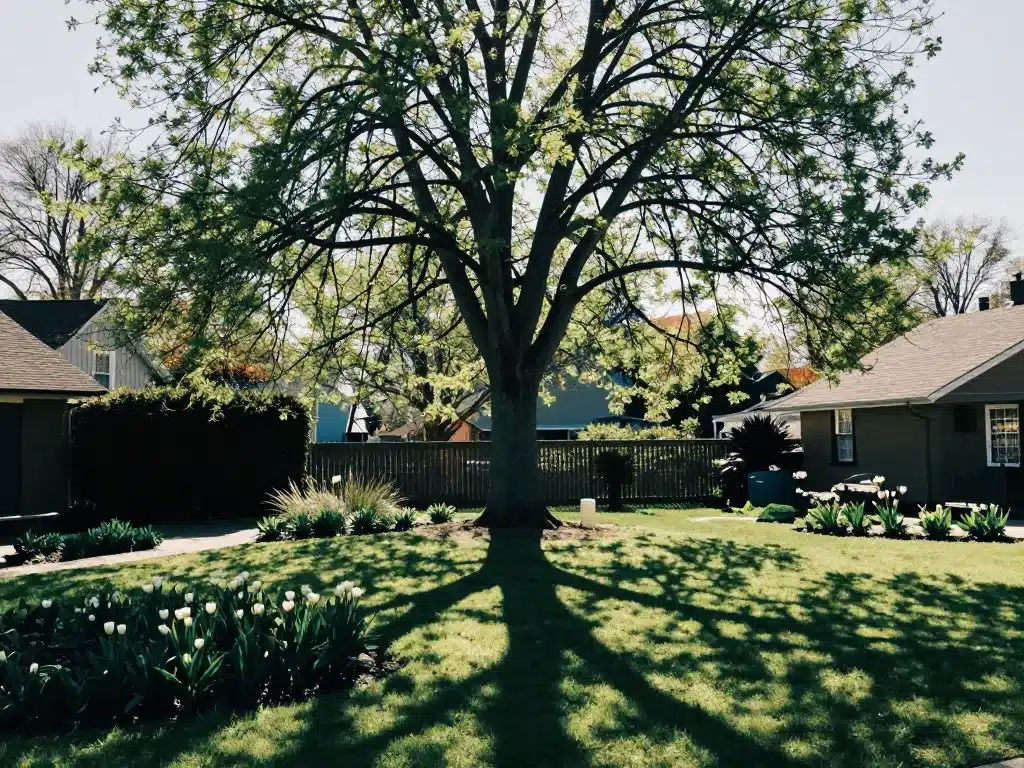 tulipier de virginie inconvénients ombre sur jardin voisin